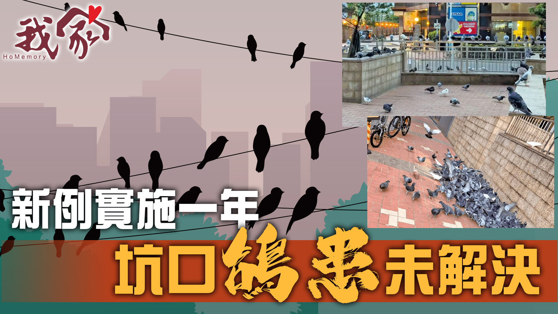 (西貢)新例實施一年  坑口鴿患未解決